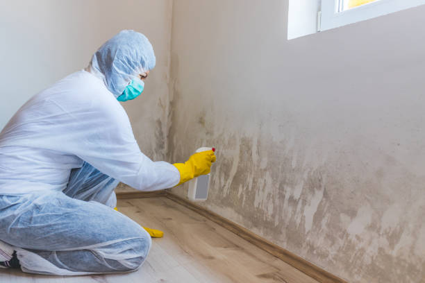 Licensed Mold Remediation service in Piney Point, MD - WQB Mold Removal